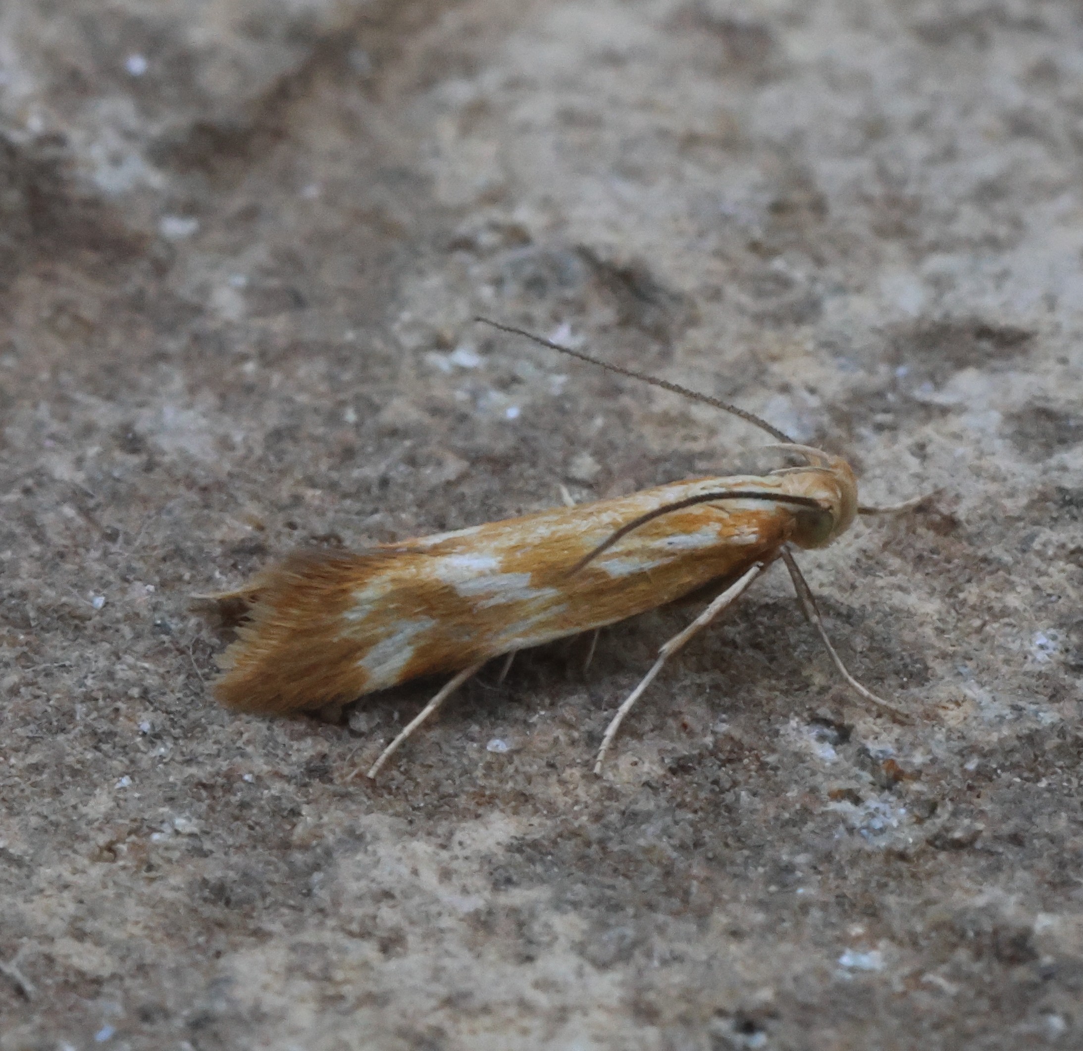 Photo of Mirificarma eburnella